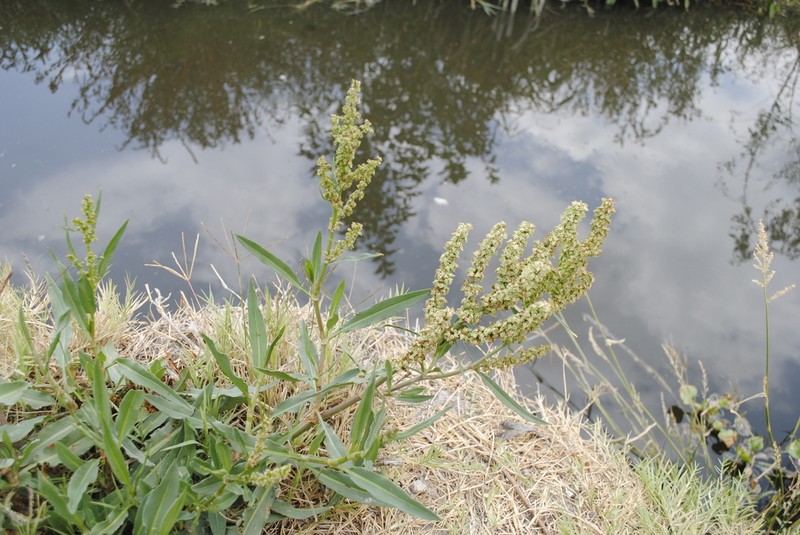 Rumex mexicanus photo 8