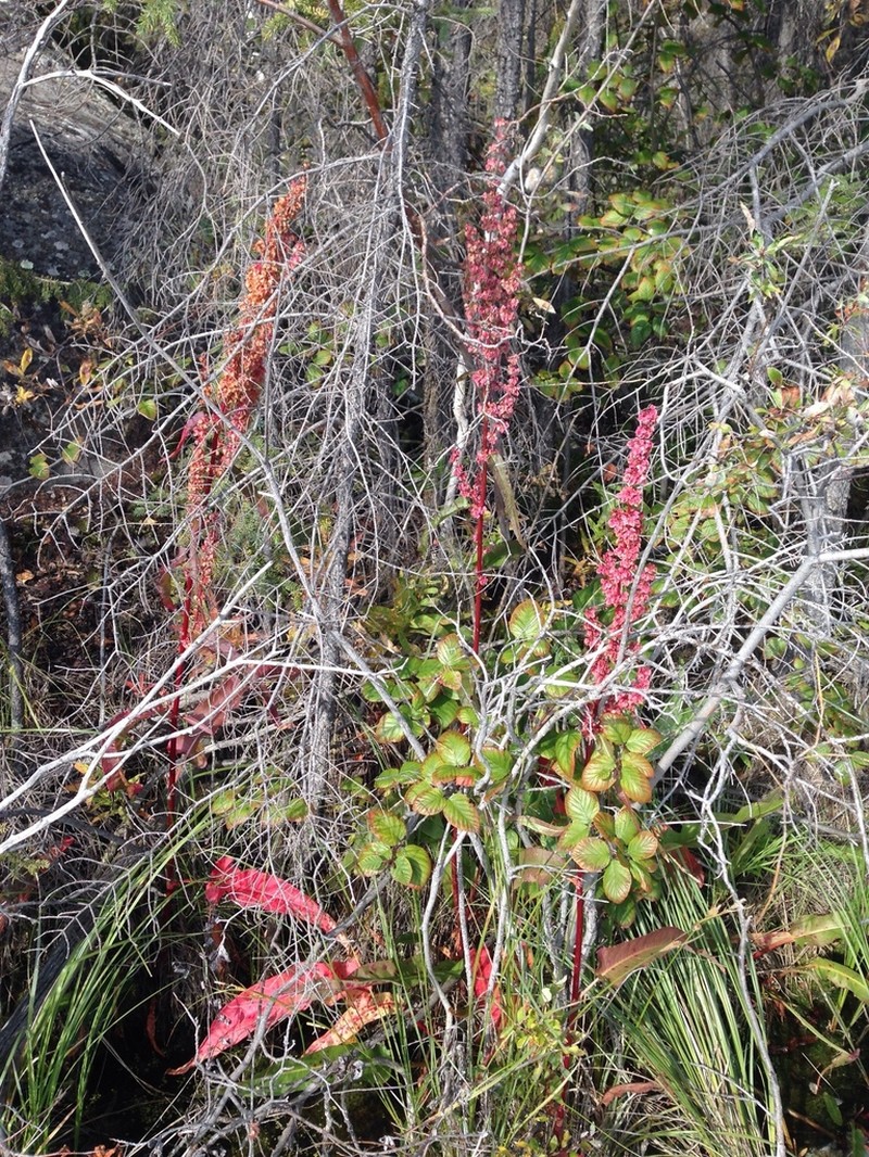 Rumex occidentalis photo 2