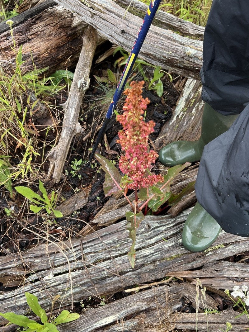 Rumex occidentalis photo 3