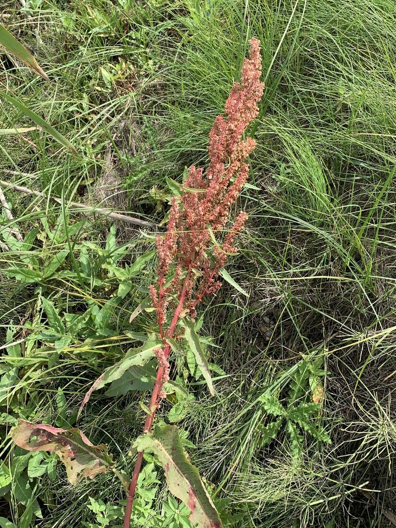 Rumex occidentalis photo 4