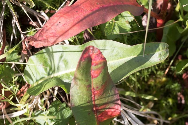 Rumex occidentalis photo 5