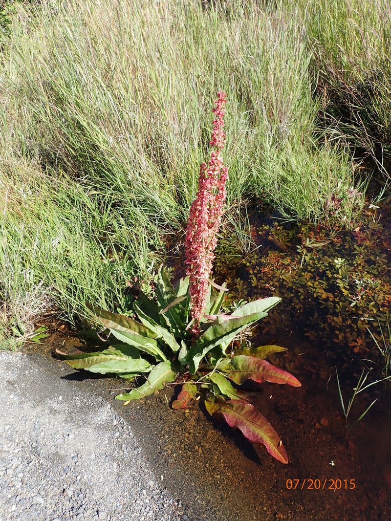 Rumex occidentalis photo 6