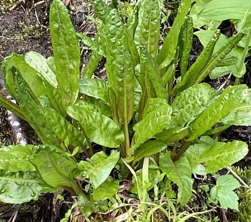 Rumex occidentalis photo 7