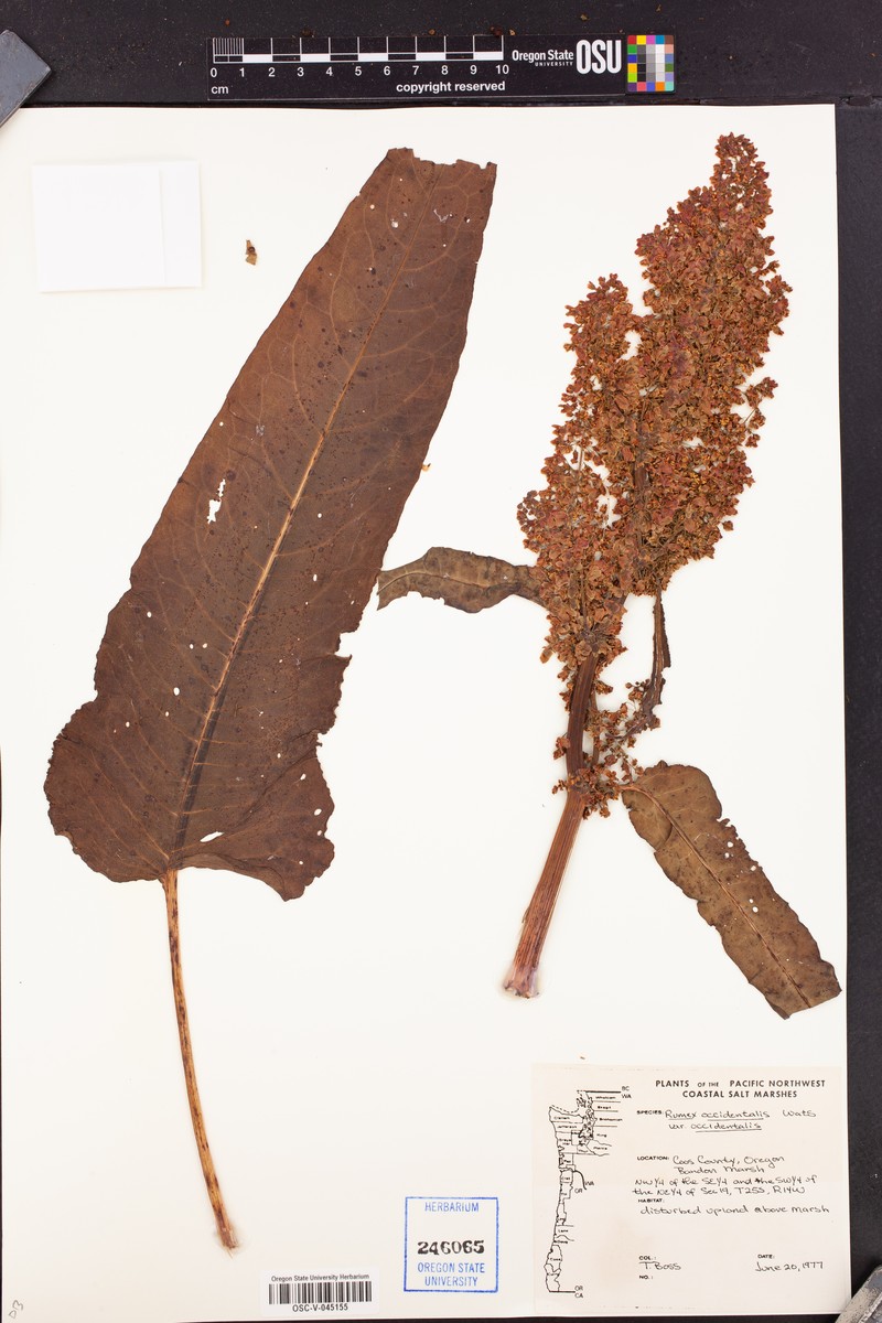 Rumex occidentalis var. occidentalis