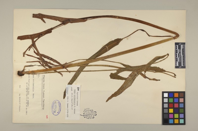 Rumex occidentalis var. occidentalis photo 2