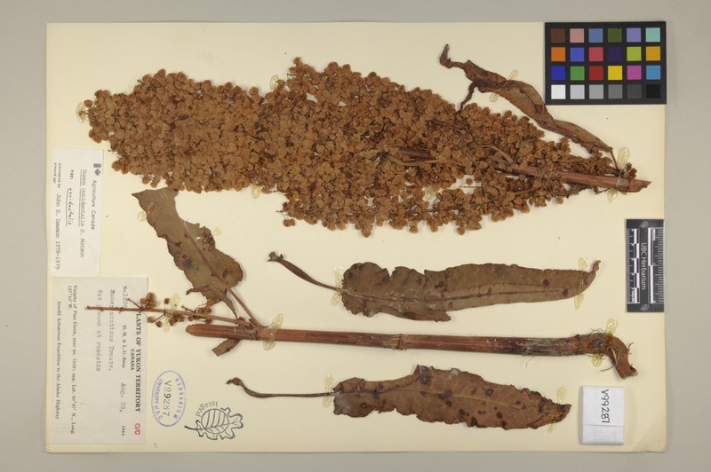 Rumex occidentalis var. occidentalis photo 3