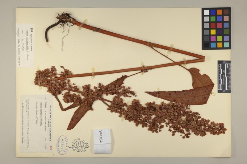 Rumex occidentalis var. occidentalis photo 4