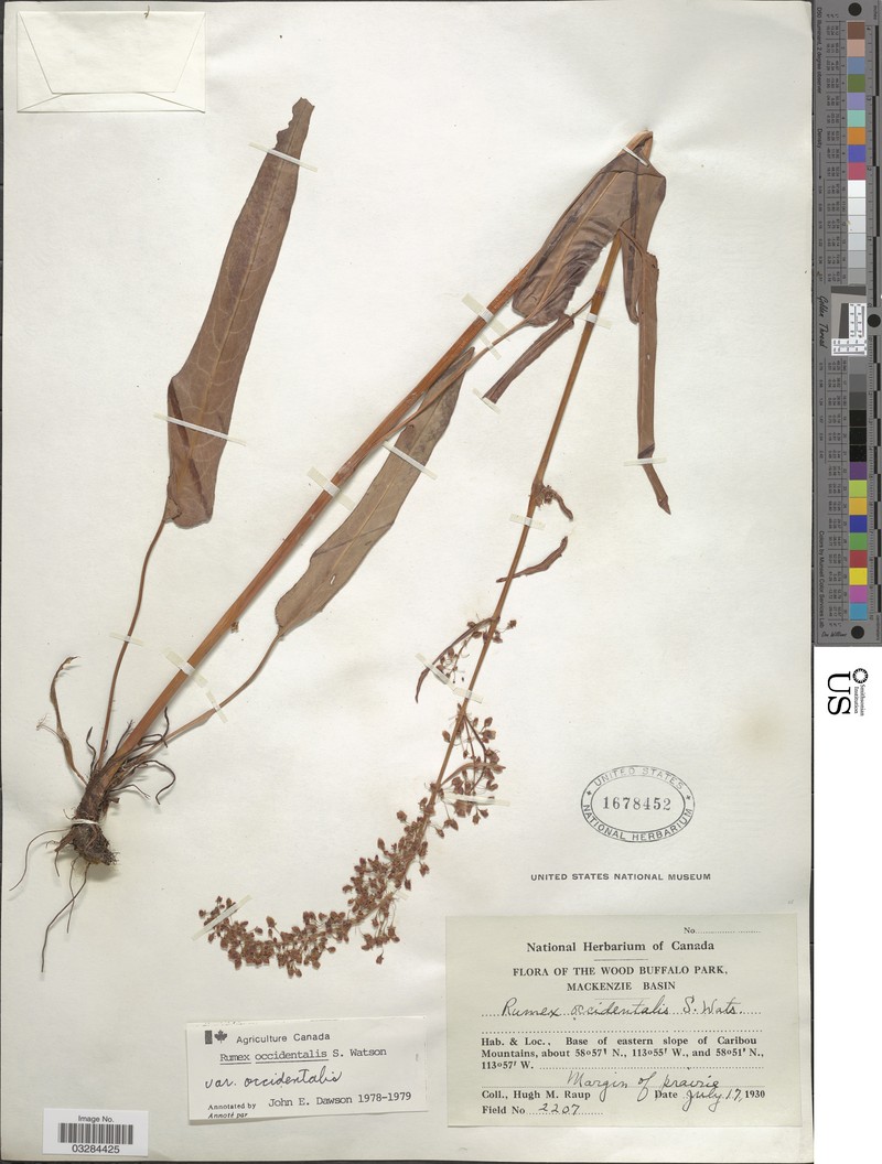 Rumex occidentalis var. occidentalis photo 5
