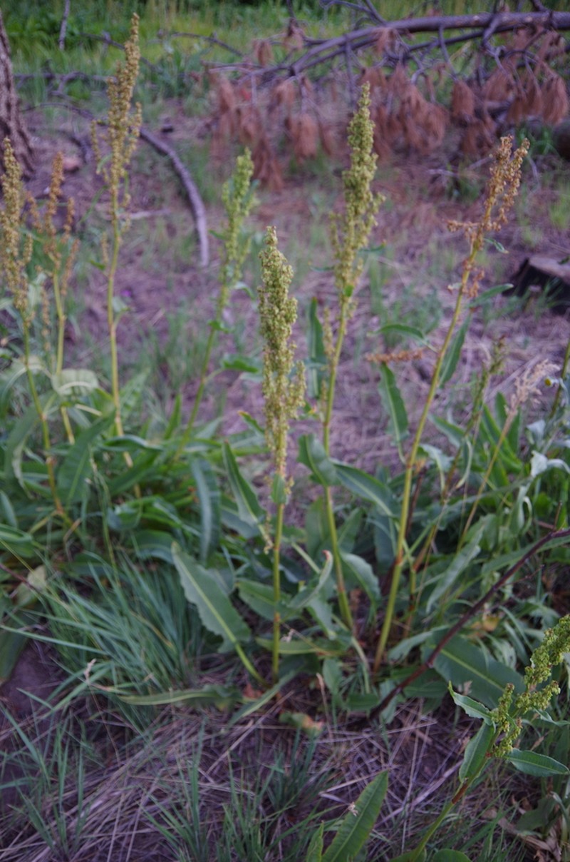 Chiricahua Mountain Dock photo 2