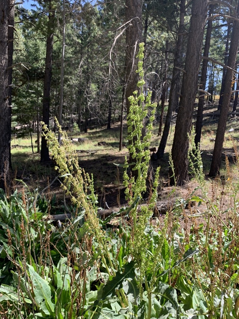 Chiricahua Mountain Dock photo 4