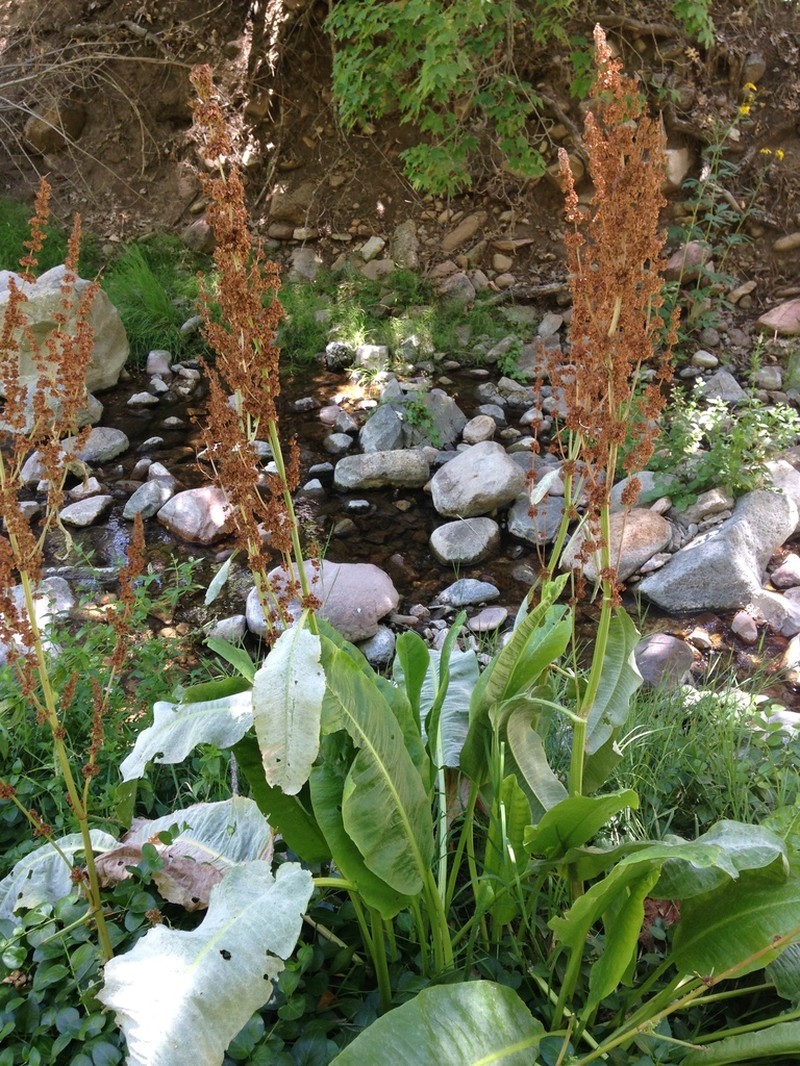 Chiricahua Mountain Dock photo 6