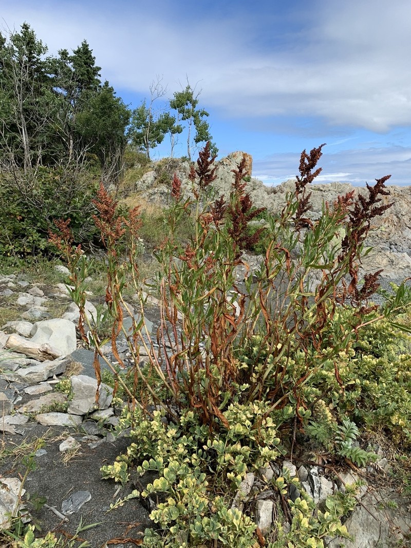 Seaside Dock photo 8