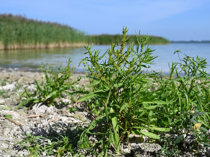 Marsh Dock photo 6
