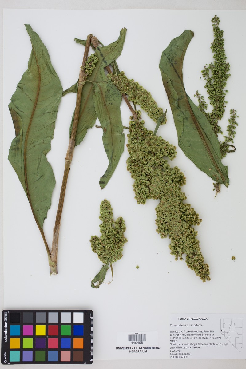 Rumex patientia subsp. patientia