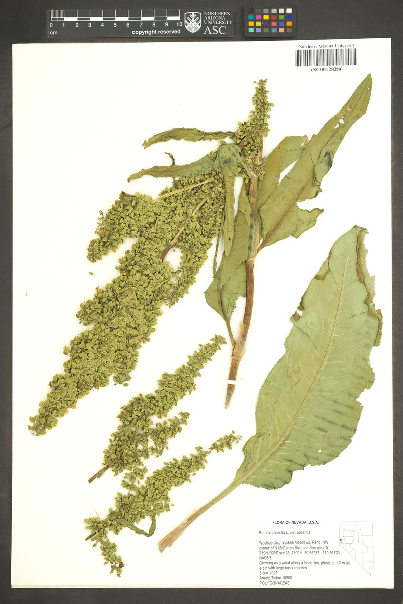 Rumex patientia subsp. patientia photo 2
