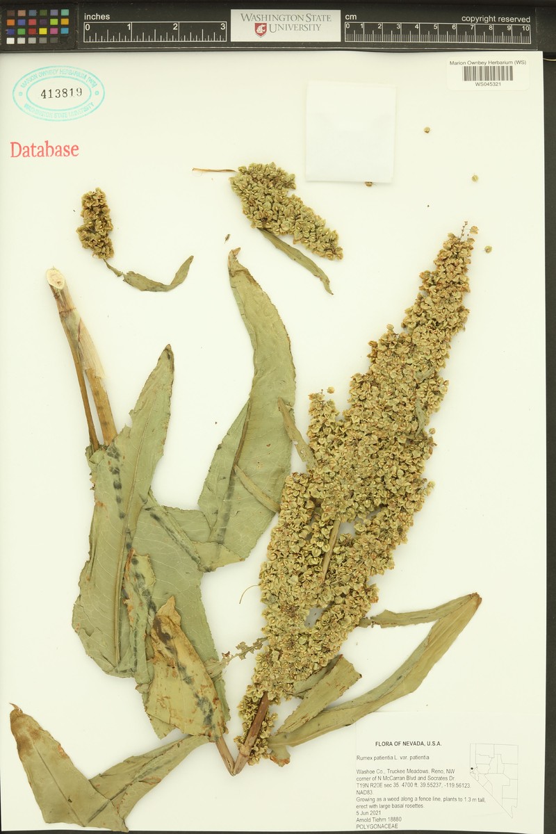 Rumex patientia subsp. patientia photo 3