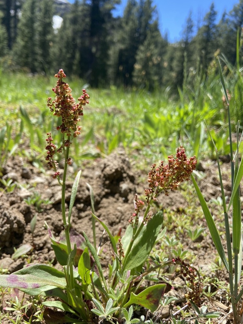 Alpine Sheep Sorrel photo 3