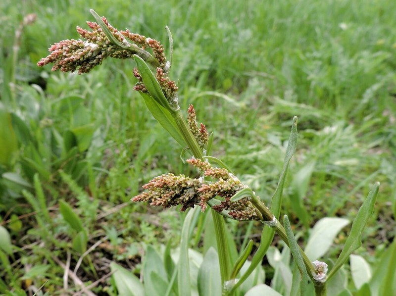 Alpine Sheep Sorrel photo 4