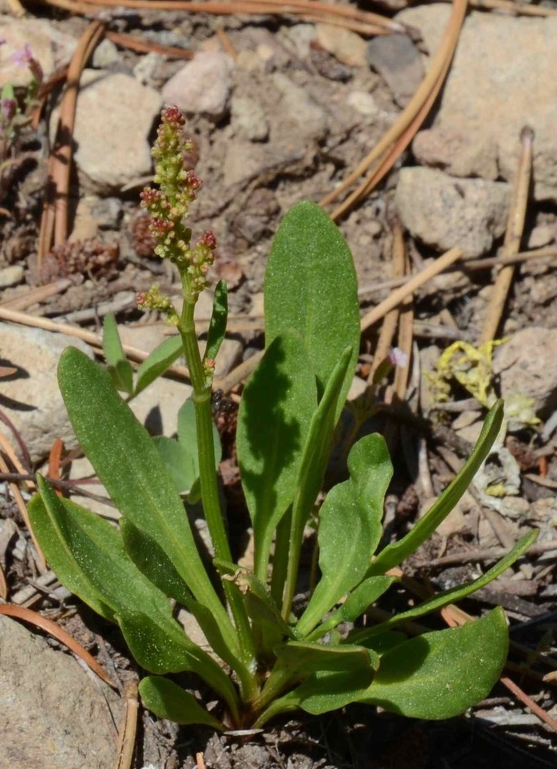 Alpine Sheep Sorrel photo 5
