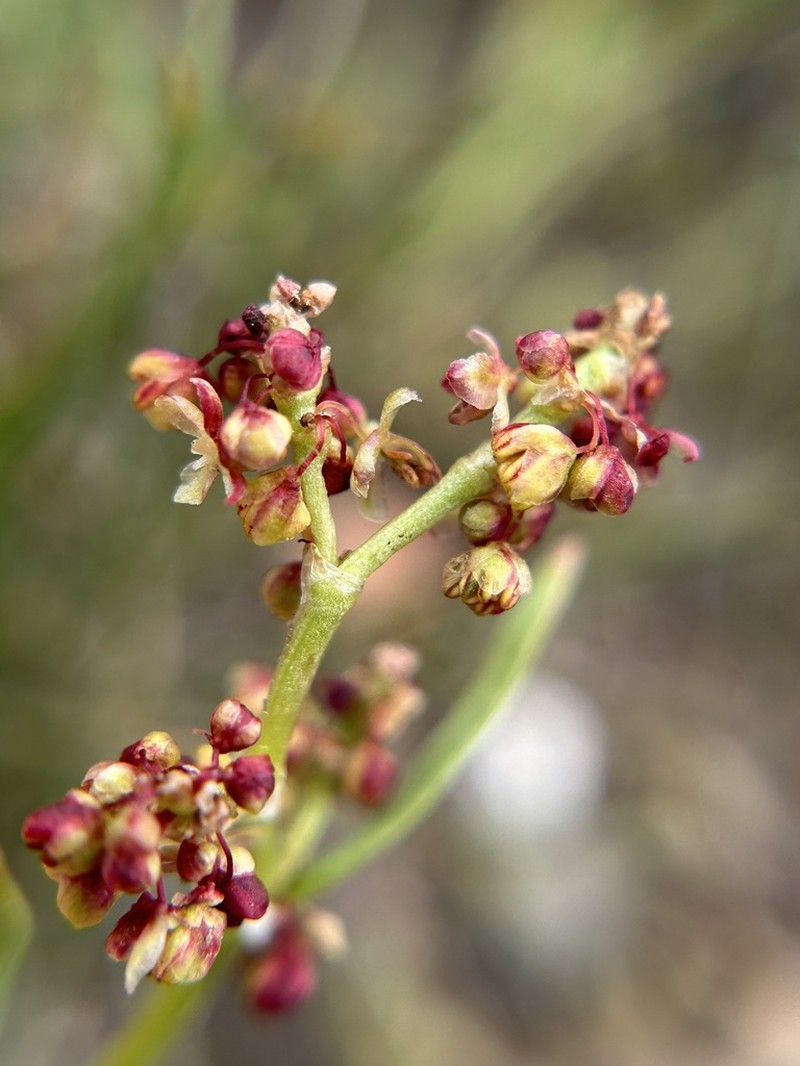 Alpine Sheep Sorrel photo 6