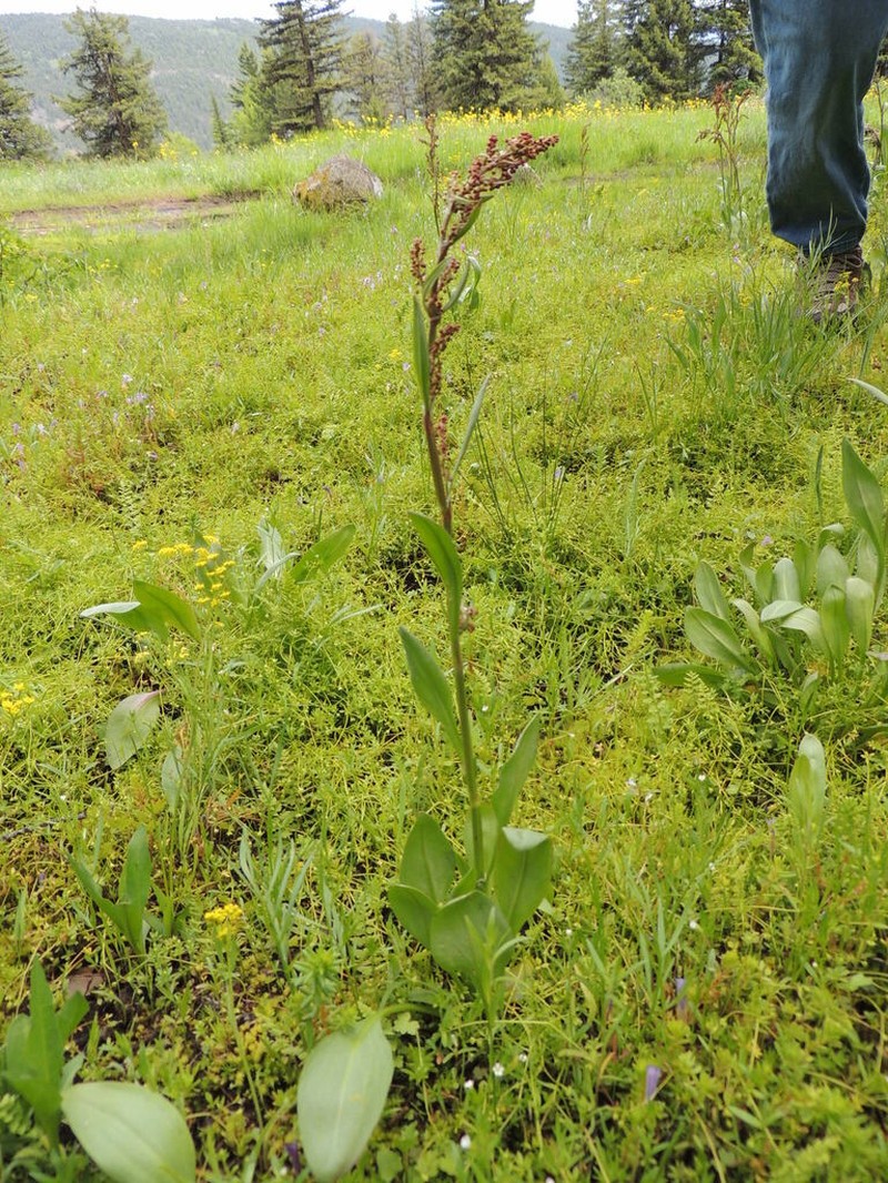 Alpine Sheep Sorrel photo 7