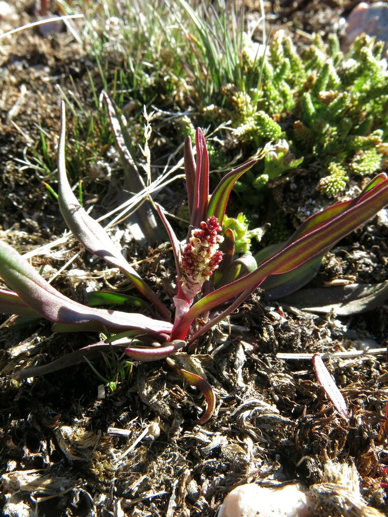 Alpine Sheep Sorrel photo 8