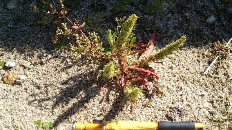 Rumex persicarioides photo 2