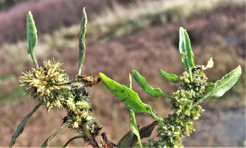 Rumex persicarioides photo 3