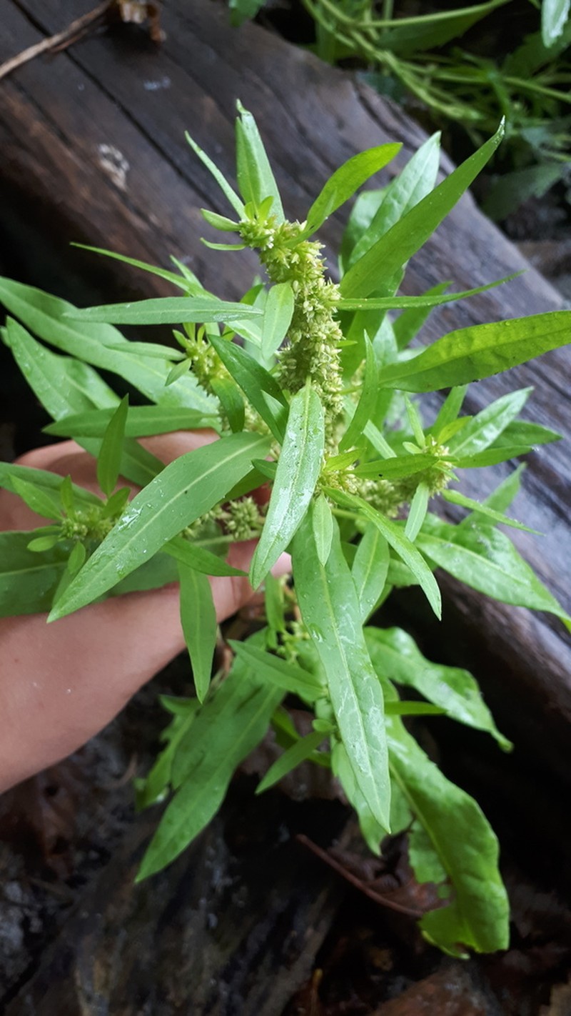 Rumex persicarioides photo 4