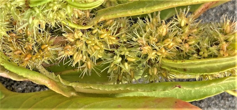 Rumex persicarioides photo 5