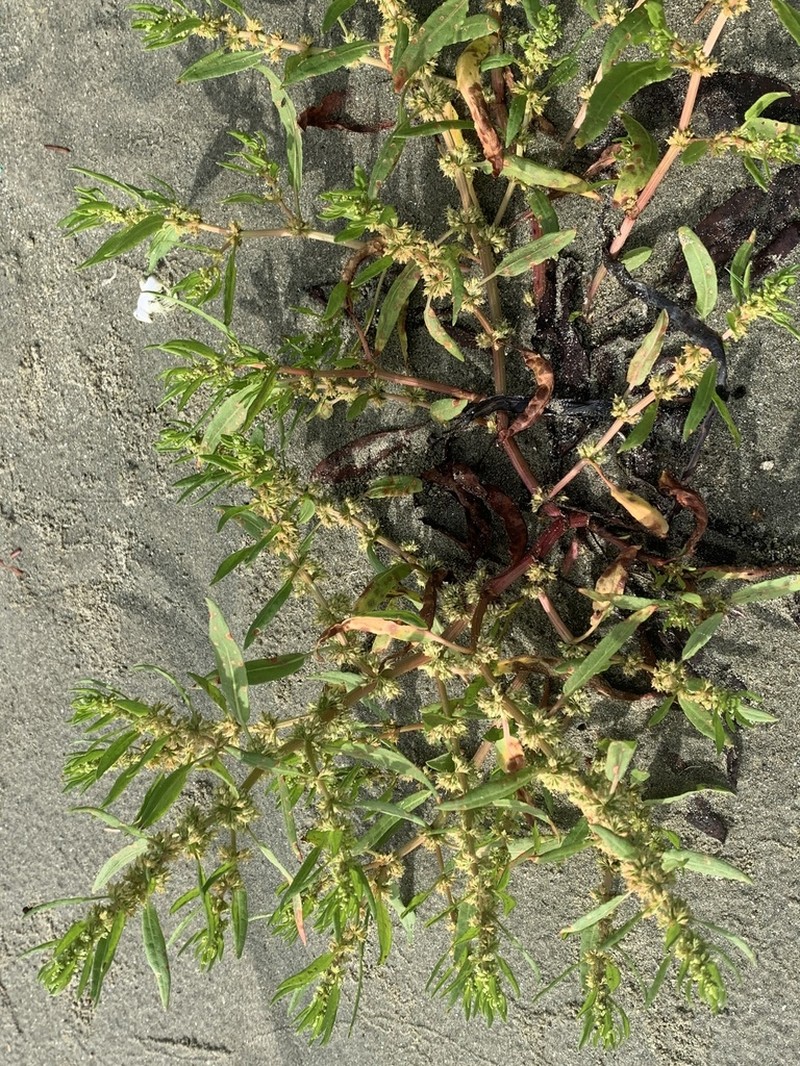 Rumex persicarioides photo 6