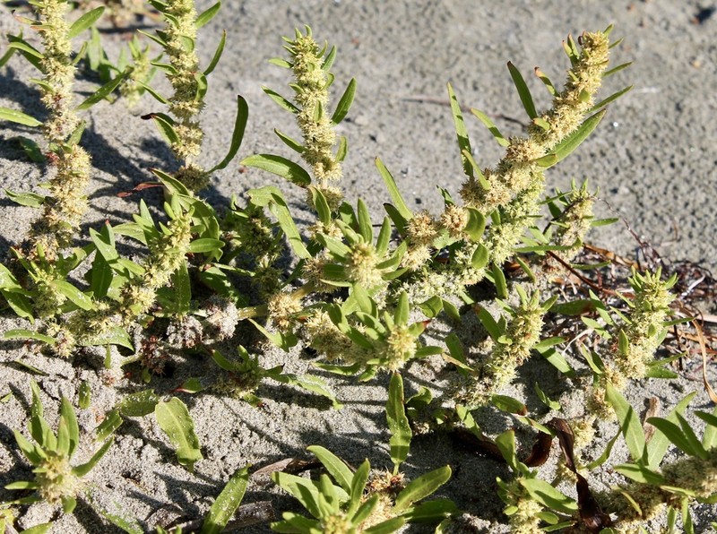 Rumex persicarioides photo 8