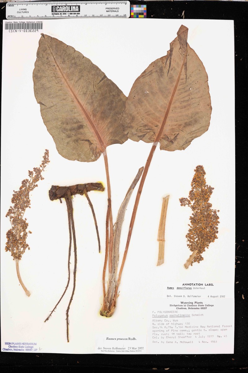 Rumex praecox