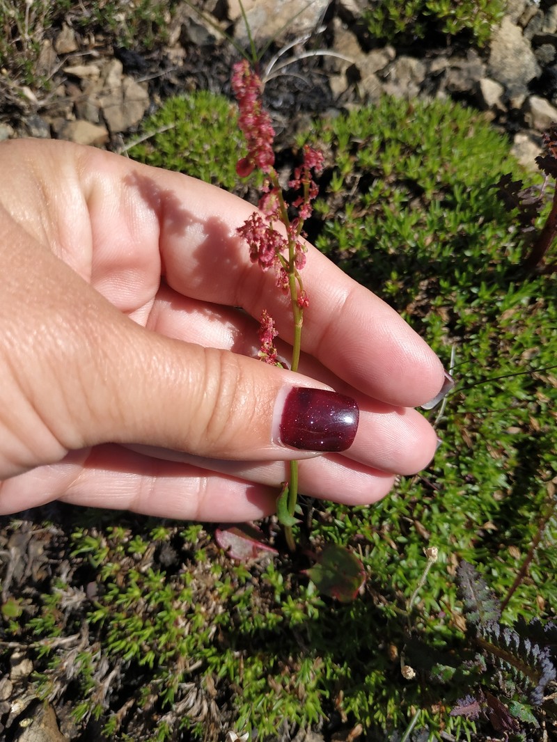 Rumex pseudoxyria