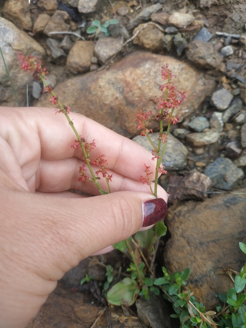 Rumex pseudoxyria photo 2