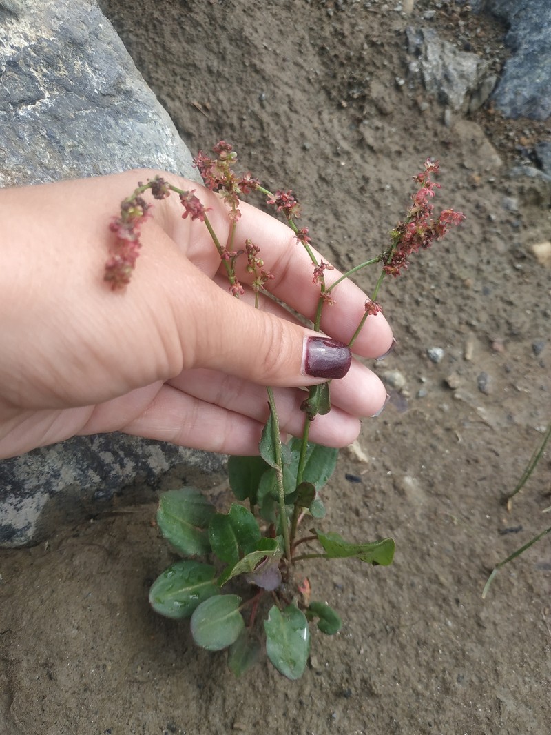 Rumex pseudoxyria photo 3