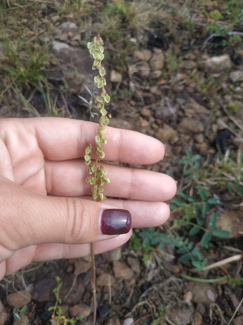 Rumex pseudoxyria photo 4