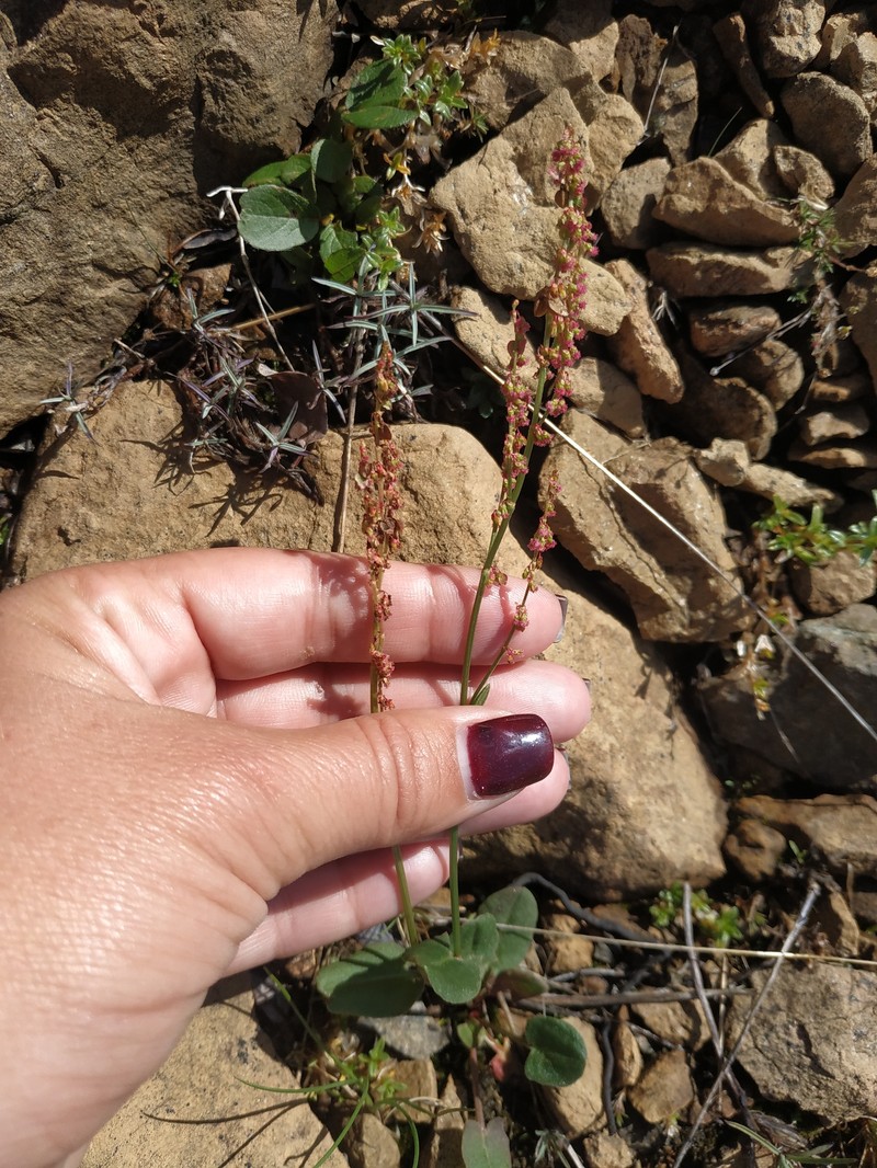 Rumex pseudoxyria photo 5