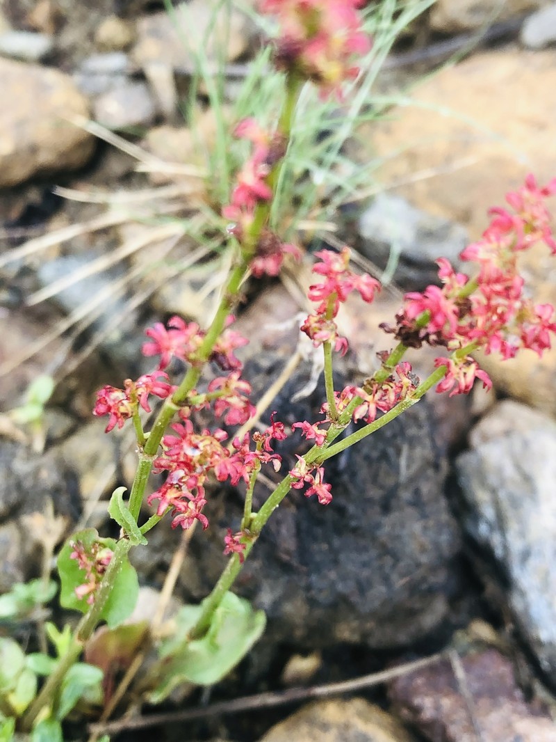 Rumex pseudoxyria photo 6