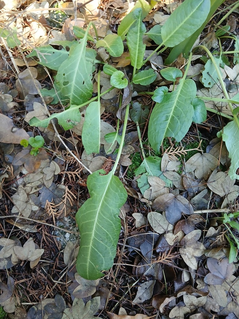Rumex pulcher subsp. pulcher