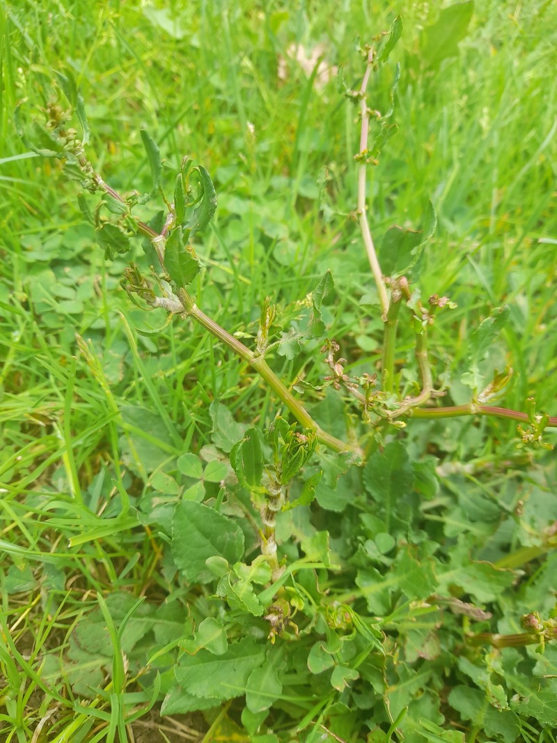 Rumex pulcher subsp. pulcher photo 2