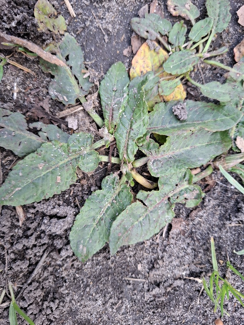 Rumex pulcher subsp. pulcher photo 3