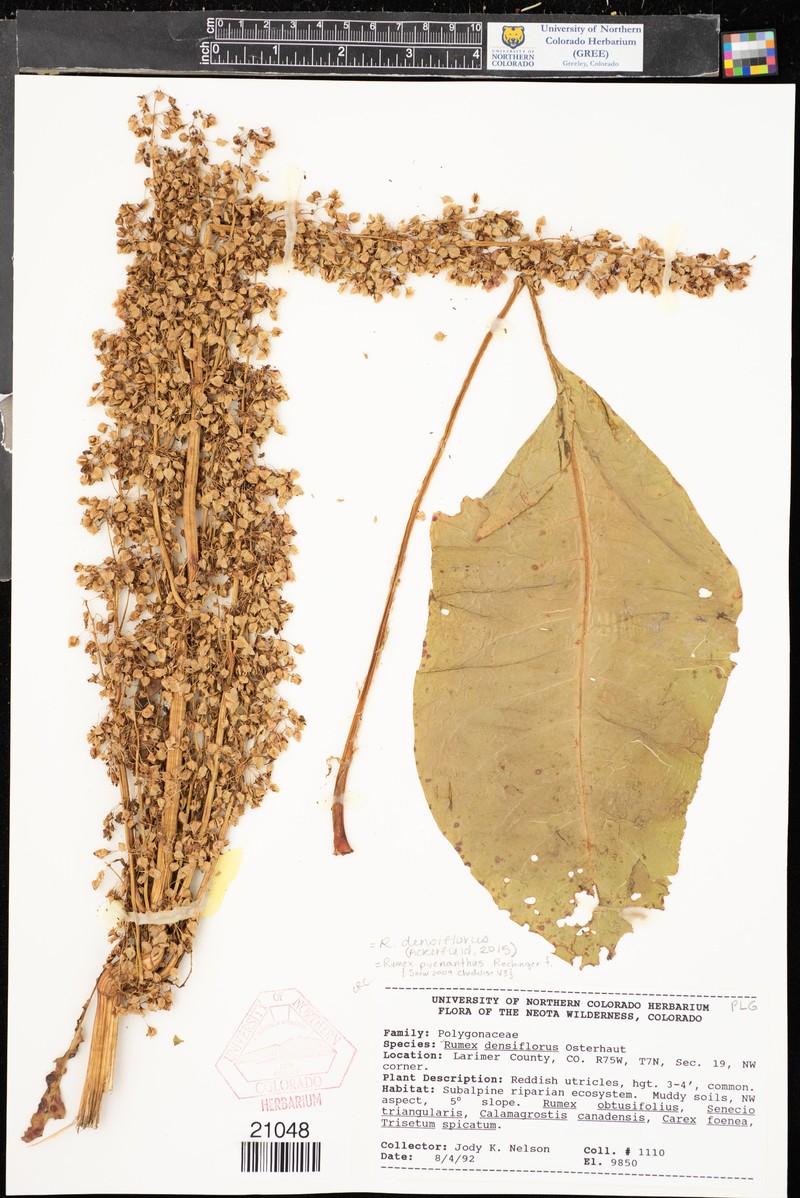 Rumex pycnanthus