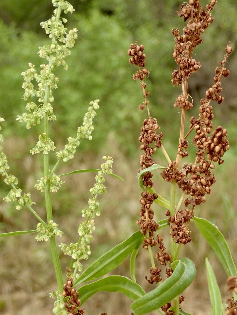 Willow Dock photo 3