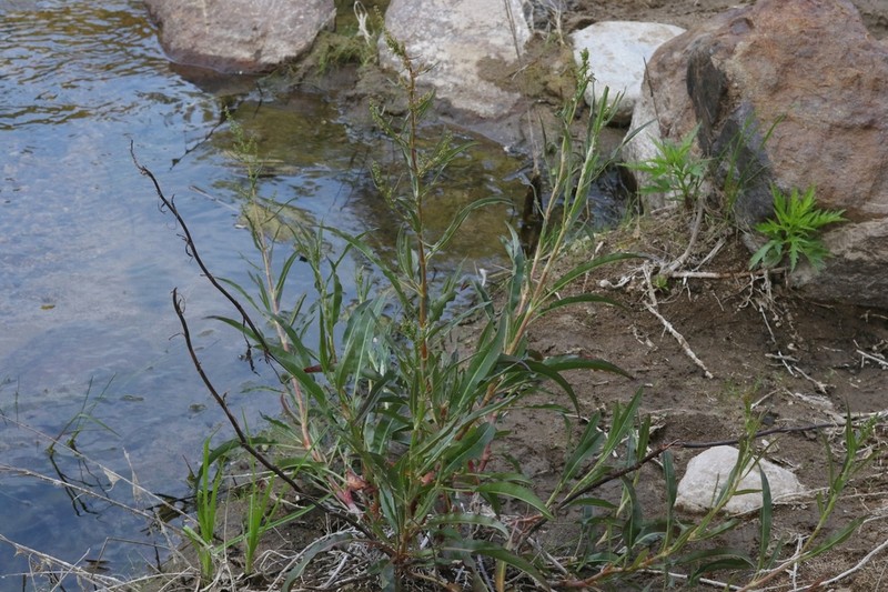Willow Dock photo 4