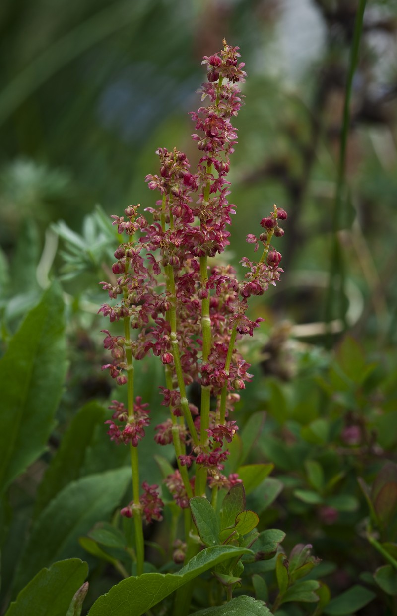 Rumex scutatus subsp. scutatus
