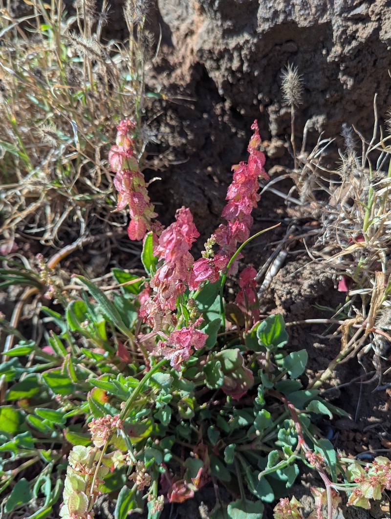 Rumex simpliciflorus subsp. maderensis