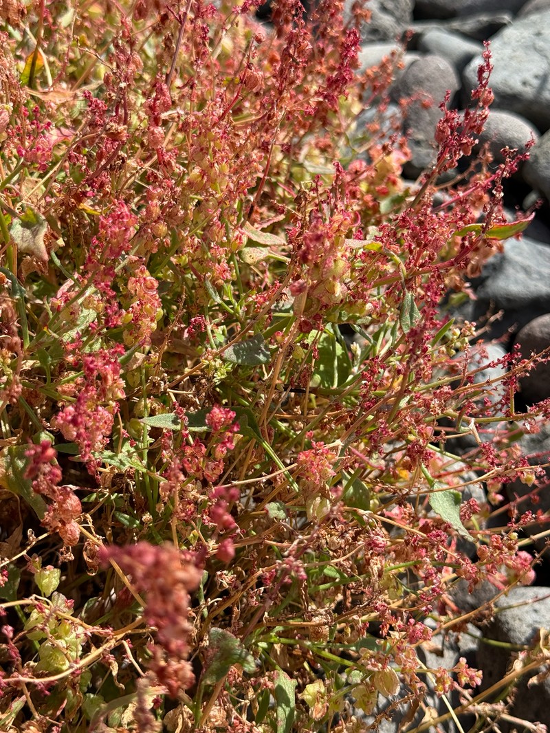 Rumex simpliciflorus subsp. maderensis photo 2