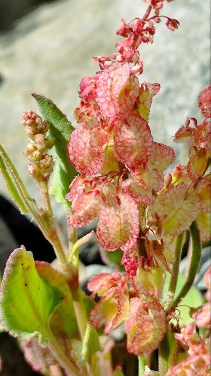 Rumex simpliciflorus subsp. maderensis photo 3
