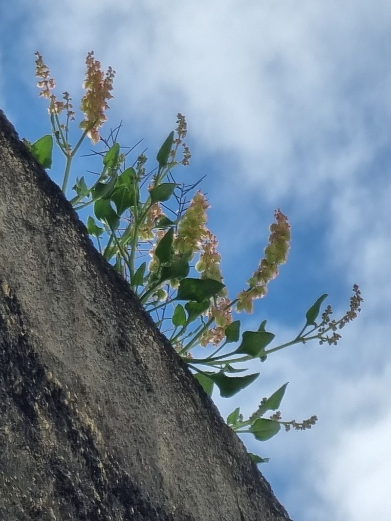 Rumex simpliciflorus subsp. maderensis photo 4
